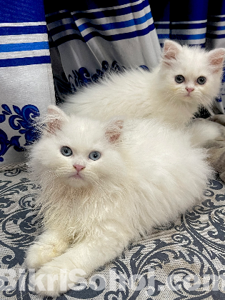 Blue eyes female persian
